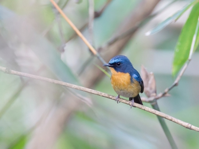 <i class='fa fa-user'></i>&nbsp;Paul van Giersbergen&nbsp;|   Langsnavelniltava&nbsp; <i class='fa fa-eye'>&nbsp;199</i> &nbsp; <i class='fa fa-comment-o'>&nbsp;3</i>