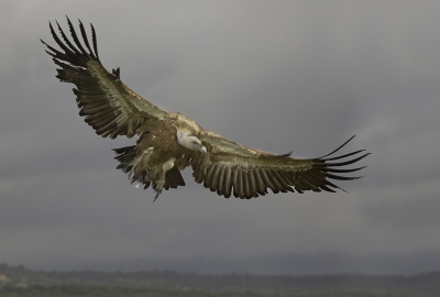 <i class='fa fa-user'></i>&nbsp;Eric van Roon&nbsp;|   Vale Gier&nbsp; <i class='fa fa-eye'>&nbsp;456</i> &nbsp;<i class='fa fa-thumbs-up'>&nbsp;3</i> &nbsp; <i class='fa fa-comment-o'>&nbsp;11</i>