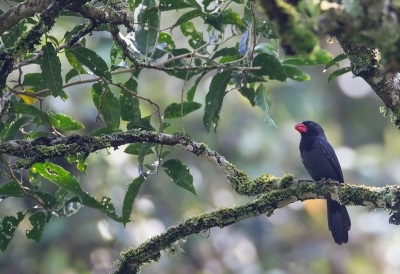 <i class='fa fa-user'></i>&nbsp;charlysax&nbsp;|   Dikbeksaltator&nbsp; <i class='fa fa-eye'>&nbsp;197</i> &nbsp; <i class='fa fa-comment-o'>&nbsp;4</i>