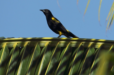 <i class='fa fa-user'></i>&nbsp;Martjan Lammertink&nbsp;|   Cubaanse Troepiaal&nbsp; <i class='fa fa-eye'>&nbsp;205</i> &nbsp;<i class='fa fa-thumbs-up'>&nbsp;1</i> &nbsp; <i class='fa fa-comment-o'>&nbsp;2</i>