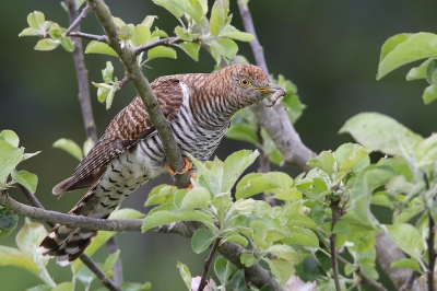 <i class='fa fa-user'></i>&nbsp;bobross&nbsp;|   Koekoek&nbsp; <i class='fa fa-eye'>&nbsp;447</i> &nbsp;<i class='fa fa-thumbs-up'>&nbsp;5</i> &nbsp; <i class='fa fa-comment-o'>&nbsp;8</i>