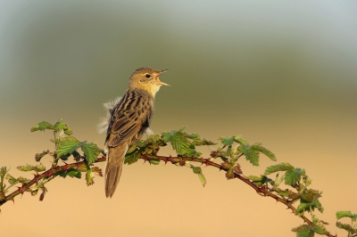 <i class='fa fa-user'></i>&nbsp;Frank Kremer&nbsp;|   Sprinkhaanzanger&nbsp; <i class='fa fa-eye'>&nbsp;1154</i> &nbsp;<i class='fa fa-thumbs-up'>&nbsp;33</i> &nbsp; <i class='fa fa-comment-o'>&nbsp;35</i>