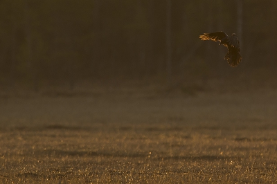 <i class='fa fa-user'></i>&nbsp;EV&nbsp;|   Raaf&nbsp; <i class='fa fa-eye'>&nbsp;303</i> &nbsp; <i class='fa fa-comment-o'>&nbsp;2</i>