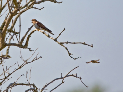 <i class='fa fa-user'></i>&nbsp;Leo Brosens&nbsp;|   Koekoek&nbsp; <i class='fa fa-eye'>&nbsp;296</i> &nbsp; <i class='fa fa-comment-o'>&nbsp;5</i>