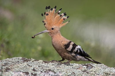 <i class='fa fa-user'></i>&nbsp;Luc Meert&nbsp;|   Hop&nbsp; <i class='fa fa-eye'>&nbsp;392</i> &nbsp;<i class='fa fa-thumbs-up'>&nbsp;4</i> &nbsp; <i class='fa fa-comment-o'>&nbsp;14</i>