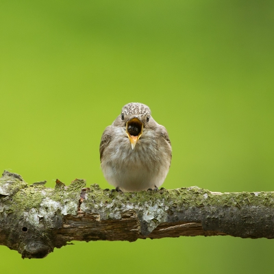 <i class='fa fa-user'></i>&nbsp;Almanbrother&nbsp;|   Grauwe Vliegenvanger&nbsp; <i class='fa fa-eye'>&nbsp;276</i> &nbsp; <i class='fa fa-comment-o'>&nbsp;5</i>