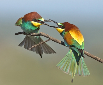 <i class='fa fa-user'></i>&nbsp;keesvanderklauw&nbsp;|   Bijeneter&nbsp; <i class='fa fa-eye'>&nbsp;763</i> &nbsp;<i class='fa fa-thumbs-up'>&nbsp;18</i> &nbsp; <i class='fa fa-comment-o'>&nbsp;26</i>