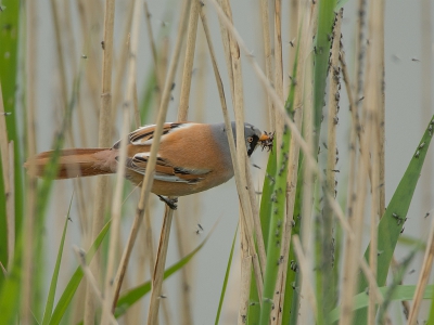 <i class='fa fa-user'></i>&nbsp;Wijnand van Buuren&nbsp;|   Baardman&nbsp; <i class='fa fa-eye'>&nbsp;458</i> &nbsp;<i class='fa fa-thumbs-up'>&nbsp;8</i> &nbsp; <i class='fa fa-comment-o'>&nbsp;16</i>