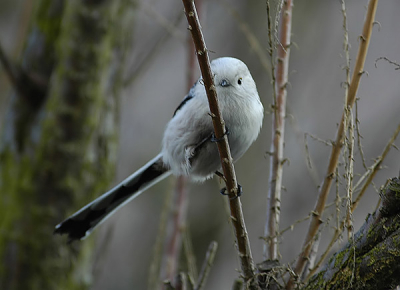 Zoals ik al bij een eerdere staartmees aangaf dat er ook een witte bij zat. Ik zou proberen om deze op de foto te krijgen dit is gelukt al is het zeker niet de mooiste foto. Je moet zo vlug zijn omdat ze heel beweeglijk zijn. En soms met iets minder genoegen nemen.