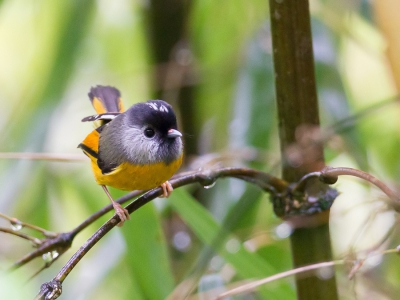 <i class='fa fa-user'></i>&nbsp;Paul van Giersbergen&nbsp;|   Gouden Nontimalia&nbsp; <i class='fa fa-eye'>&nbsp;221</i> &nbsp; <i class='fa fa-comment-o'>&nbsp;6</i>