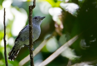 <i class='fa fa-user'></i>&nbsp;charlysax&nbsp;|   Sooretamamierklauwier&nbsp; <i class='fa fa-eye'>&nbsp;160</i> &nbsp; <i class='fa fa-comment-o'>&nbsp;3</i>