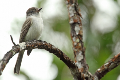 <i class='fa fa-user'></i>&nbsp;Martjan Lammertink&nbsp;|   La Sagra's Tiran&nbsp; <i class='fa fa-eye'>&nbsp;211</i> &nbsp; <i class='fa fa-comment-o'>&nbsp;5</i>