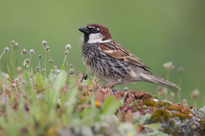 <i class='fa fa-user'></i>&nbsp;Luc Meert&nbsp;|   Spaanse Mus&nbsp; <i class='fa fa-eye'>&nbsp;375</i> &nbsp;<i class='fa fa-thumbs-up'>&nbsp;3</i> &nbsp; <i class='fa fa-comment-o'>&nbsp;7</i>