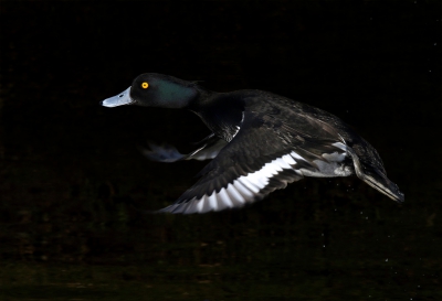 <i class='fa fa-user'></i>&nbsp;Gejo Wassink&nbsp;|   Kuifeend&nbsp; <i class='fa fa-eye'>&nbsp;419</i> &nbsp;<i class='fa fa-thumbs-up'>&nbsp;2</i> &nbsp; <i class='fa fa-comment-o'>&nbsp;7</i>