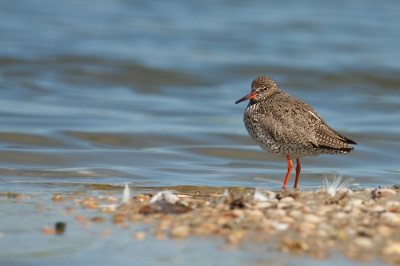 genomen vanuit de vogelhut in balgzand, Prachtige hut waar de vogels goed dichtbij komen