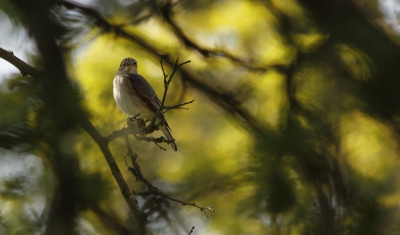 De grauwe vliegenvanger ;ik hou van dit vogeltje ,dat je maar zo kort ziet ;komt laat aan in het voorjaar en is meestal na het broeden vrij snel weer foetsie!