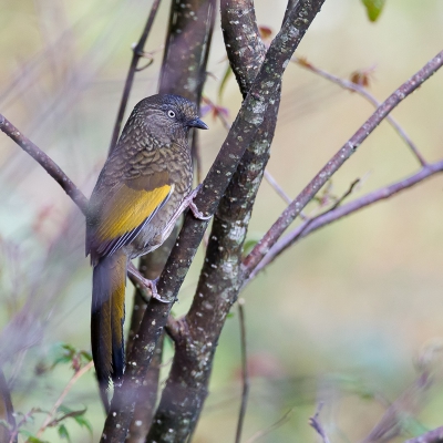 <i class='fa fa-user'></i>&nbsp;Paul van Giersbergen&nbsp;|   Goudvleugellijstergaai&nbsp; <i class='fa fa-eye'>&nbsp;189</i> &nbsp; <i class='fa fa-comment-o'>&nbsp;2</i>
