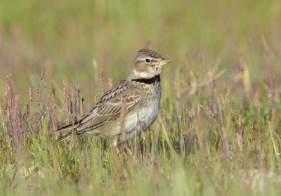 <i class='fa fa-user'></i>&nbsp;Henk Laverman&nbsp;|   Kalanderleeuwerik&nbsp; <i class='fa fa-eye'>&nbsp;330</i> &nbsp; <i class='fa fa-comment-o'>&nbsp;11</i>