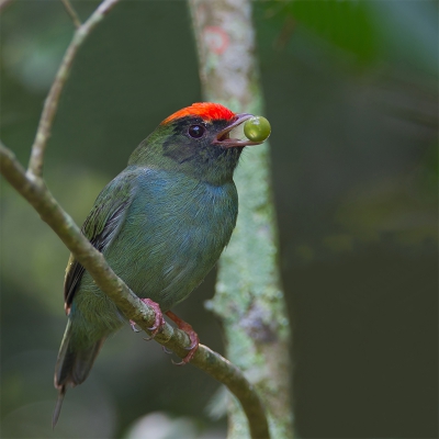 <i class='fa fa-user'></i>&nbsp;charlysax&nbsp;|   Zwaluwstaartmanakin&nbsp; <i class='fa fa-eye'>&nbsp;260</i> &nbsp;<i class='fa fa-thumbs-up'>&nbsp;5</i> &nbsp; <i class='fa fa-comment-o'>&nbsp;8</i>