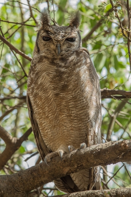 <i class='fa fa-user'></i>&nbsp;Paul van Gorp&nbsp;|   Grijze Oehoe&nbsp; <i class='fa fa-eye'>&nbsp;355</i> &nbsp;<i class='fa fa-thumbs-up'>&nbsp;1</i> &nbsp; <i class='fa fa-comment-o'>&nbsp;5</i>