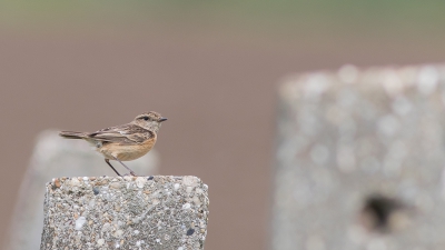 <i class='fa fa-user'></i>&nbsp;Marie-Jos� Boon&nbsp;|   Roodborsttapuit&nbsp; <i class='fa fa-eye'>&nbsp;296</i> &nbsp;<i class='fa fa-thumbs-up'>&nbsp;1</i> &nbsp; <i class='fa fa-comment-o'>&nbsp;6</i>