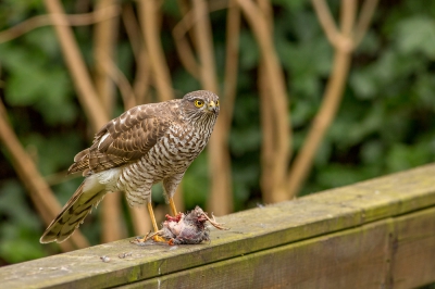 Mooi momentje in eigen tuin. Met slechte afloop voor het slachtoffer, 
Moest snel naar boven om me camera te pakken en kon hem zo vanuit de vensterbank vastleggen