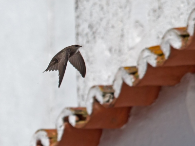 <i class='fa fa-user'></i>&nbsp;Bert Snijder&nbsp;|   Vale Gierzwaluw&nbsp; <i class='fa fa-eye'>&nbsp;335</i> &nbsp; <i class='fa fa-comment-o'>&nbsp;8</i>