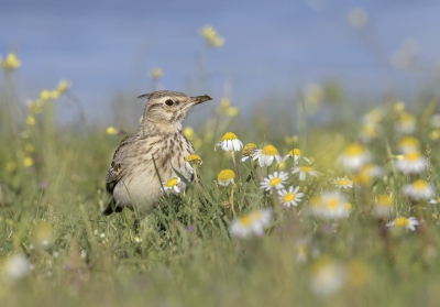 <i class='fa fa-user'></i>&nbsp;Henk Laverman&nbsp;|   Kuifleeuwerik&nbsp; <i class='fa fa-eye'>&nbsp;340</i> &nbsp;<i class='fa fa-thumbs-up'>&nbsp;2</i> &nbsp; <i class='fa fa-comment-o'>&nbsp;8</i>