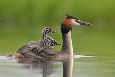 <i class='fa fa-user'></i>&nbsp;Peter Stam&nbsp;|   Fuut&nbsp; <i class='fa fa-eye'>&nbsp;572</i> &nbsp;<i class='fa fa-thumbs-up'>&nbsp;11</i> &nbsp; <i class='fa fa-comment-o'>&nbsp;12</i>