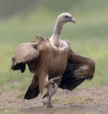 <i class='fa fa-user'></i>&nbsp;Henk Laverman&nbsp;|   Vale Gier&nbsp; <i class='fa fa-eye'>&nbsp;525</i> &nbsp;<i class='fa fa-thumbs-up'>&nbsp;7</i> &nbsp; <i class='fa fa-comment-o'>&nbsp;16</i>