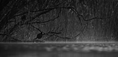 <i class='fa fa-user'></i>&nbsp;LeerdammerKees&nbsp;|   Meerkoet&nbsp; <i class='fa fa-eye'>&nbsp;394</i> &nbsp;<i class='fa fa-thumbs-up'>&nbsp;5</i> &nbsp; <i class='fa fa-comment-o'>&nbsp;7</i>