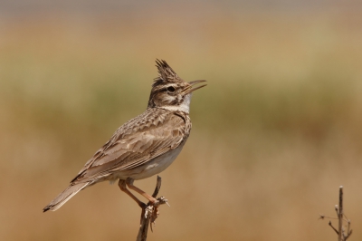 Tijdens onze vogelvakantie op Lesbos liet deze Kuifleeuwerik zich mooi op de gevoelige plaat vastleggen.