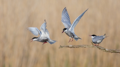 <i class='fa fa-user'></i>&nbsp;Hendrik79&nbsp;|   Witwangstern&nbsp; <i class='fa fa-eye'>&nbsp;604</i> &nbsp;<i class='fa fa-thumbs-up'>&nbsp;2</i> &nbsp; <i class='fa fa-comment-o'>&nbsp;7</i>