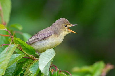 <i class='fa fa-user'></i>&nbsp;Peter Boltjes&nbsp;|   Spotvogel&nbsp; <i class='fa fa-eye'>&nbsp;429</i> &nbsp;<i class='fa fa-thumbs-up'>&nbsp;4</i> &nbsp; <i class='fa fa-comment-o'>&nbsp;9</i>