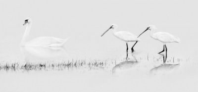 <i class='fa fa-user'></i>&nbsp;thijsglastra&nbsp;|   Lepelaar&nbsp; <i class='fa fa-eye'>&nbsp;497</i> &nbsp;<i class='fa fa-thumbs-up'>&nbsp;7</i> &nbsp; <i class='fa fa-comment-o'>&nbsp;17</i>