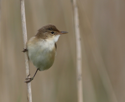 <i class='fa fa-user'></i>&nbsp;rietgors&nbsp;|   Kleine Karekiet&nbsp; <i class='fa fa-eye'>&nbsp;507</i> &nbsp;<i class='fa fa-thumbs-up'>&nbsp;9</i> &nbsp; <i class='fa fa-comment-o'>&nbsp;16</i>