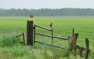 <i class='fa fa-user'></i>&nbsp;Ruud Scherpenisse&nbsp;|   Grutto&nbsp; <i class='fa fa-eye'>&nbsp;270</i> &nbsp;<i class='fa fa-thumbs-up'>&nbsp;8</i> &nbsp; <i class='fa fa-comment-o'>&nbsp;11</i>