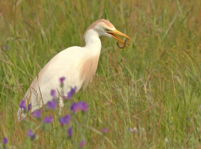 <i class='fa fa-user'></i>&nbsp;keesvanderklauw&nbsp;|   Koereiger&nbsp; <i class='fa fa-eye'>&nbsp;267</i> &nbsp;<i class='fa fa-thumbs-up'>&nbsp;1</i> &nbsp; <i class='fa fa-comment-o'>&nbsp;10</i>