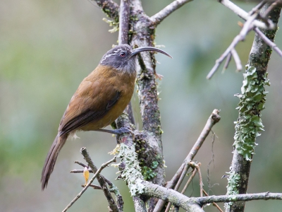 <i class='fa fa-user'></i>&nbsp;Paul van Giersbergen&nbsp;|   Sikkelkruiplijster&nbsp; <i class='fa fa-eye'>&nbsp;169</i> &nbsp; <i class='fa fa-comment-o'>&nbsp;3</i>