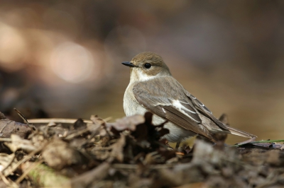 <i class='fa fa-user'></i>&nbsp;Frank Kremer&nbsp;|   Bonte Vliegenvanger&nbsp; <i class='fa fa-eye'>&nbsp;288</i> &nbsp; <i class='fa fa-comment-o'>&nbsp;12</i>