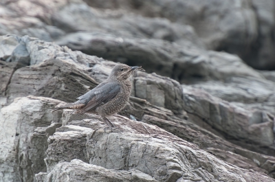 <i class='fa fa-user'></i>&nbsp;Hans Overduin&nbsp;|   Blauwe Rotslijster&nbsp; <i class='fa fa-eye'>&nbsp;335</i> &nbsp;<i class='fa fa-thumbs-up'>&nbsp;2</i> &nbsp; <i class='fa fa-comment-o'>&nbsp;9</i>