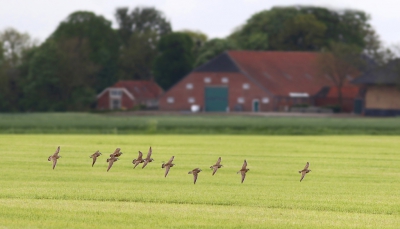 <i class='fa fa-user'></i>&nbsp;thijsglastra&nbsp;|   Morinelplevier&nbsp; <i class='fa fa-eye'>&nbsp;371</i> &nbsp; <i class='fa fa-comment-o'>&nbsp;7</i>