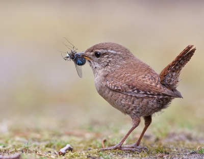 <i class='fa fa-user'></i>&nbsp;Alfred Berkhof&nbsp;|   Winterkoning&nbsp; <i class='fa fa-eye'>&nbsp;597</i> &nbsp;<i class='fa fa-thumbs-up'>&nbsp;23</i> &nbsp; <i class='fa fa-comment-o'>&nbsp;21</i>