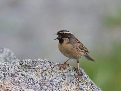 <i class='fa fa-user'></i>&nbsp;JHR&nbsp;|   Zwartkeelheggenmus&nbsp; <i class='fa fa-eye'>&nbsp;287</i> &nbsp; <i class='fa fa-comment-o'>&nbsp;7</i>