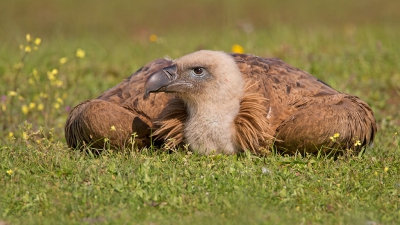 <i class='fa fa-user'></i>&nbsp;Luc Meert&nbsp;|   Vale Gier&nbsp; <i class='fa fa-eye'>&nbsp;405</i> &nbsp; <i class='fa fa-comment-o'>&nbsp;7</i>