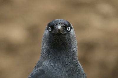 <i class='fa fa-user'></i>&nbsp;groenvogel57&nbsp;|   Kauw&nbsp; <i class='fa fa-eye'>&nbsp;229</i> &nbsp; <i class='fa fa-comment-o'>&nbsp;8</i>