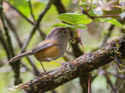 <i class='fa fa-user'></i>&nbsp;Paul van Giersbergen&nbsp;|   Streepkeelnontimalia&nbsp; <i class='fa fa-eye'>&nbsp;188</i> &nbsp; <i class='fa fa-comment-o'>&nbsp;3</i>