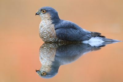 <i class='fa fa-user'></i>&nbsp;john.bre&nbsp;|   Sperwer&nbsp; <i class='fa fa-eye'>&nbsp;671</i> &nbsp;<i class='fa fa-thumbs-up'>&nbsp;14</i> &nbsp; <i class='fa fa-comment-o'>&nbsp;19</i>