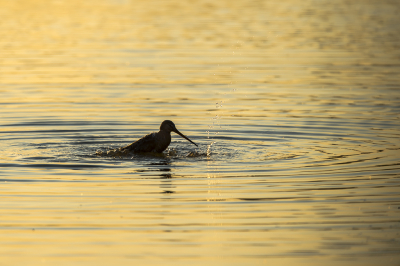 Bij het vallen van de avond is het tijd voor de laatste wasbeurt van de dag. En dat voor de fotograaf in mooi tegenlicht :).