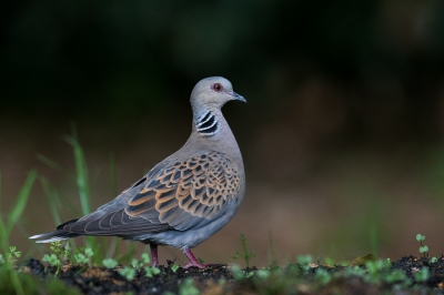 <i class='fa fa-user'></i>&nbsp;Canonvogel&nbsp;|   Zomertortel&nbsp; <i class='fa fa-eye'>&nbsp;370</i> &nbsp;<i class='fa fa-thumbs-up'>&nbsp;2</i> &nbsp; <i class='fa fa-comment-o'>&nbsp;6</i>